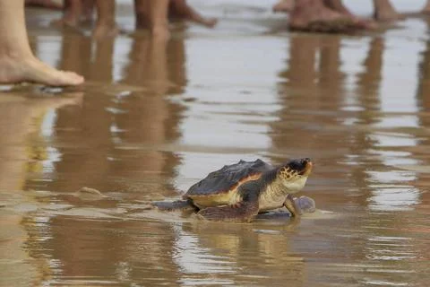 Loggerhead sea turtles released at sea in Elche, Spain - 07 Oct 2025 Stock Photos