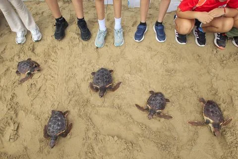 Loggerhead sea turtles released at sea in Elche, Spain - 07 Oct 2025 Stock Photos
