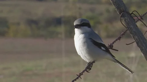 Loggerhead Shrike 1 Stock Footage 8510775