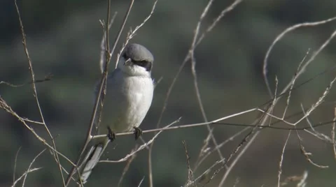 Loggerhead Shrike 2 Video stock 8510763