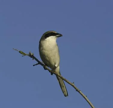 Loggerhead Shrike on a branch Stock Photos