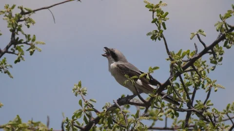 Loggerhead shrike eating an insect Stock Footage 123806150