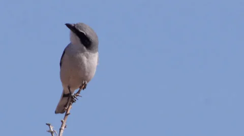 Loggerhead Shrike Stock Footage 35194615