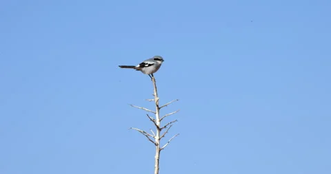 Loggerhead Shrike Stock Footage 316081195