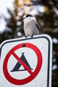 Loggerhead Shrike on a Interdiction to do Camping Sign during Winter in Canad Stock-Fotos
