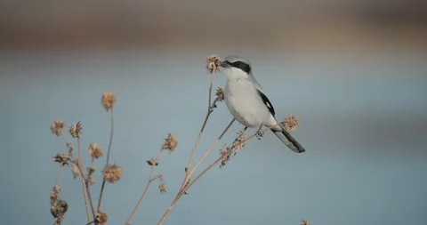Loggerhead Shrike Perched at Bosque del Apache National Wildlife Refuge 库存影片 337737747
