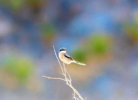 Loggerhead Shrike Stock Photos