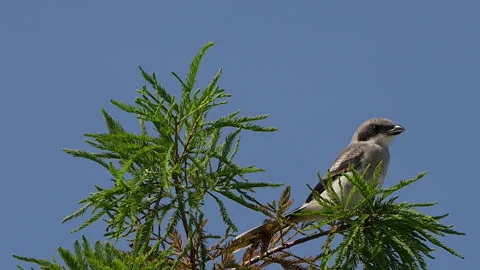 Loggerhead shrike in a tree Vídeo Stock 342948980