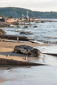 Loggerhead turtle on beach at sunset Stock Photos