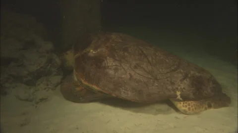 Loggerhead Turtle (Caretta caretta) egg laying sequence on a beach Stock Footage 132443575
