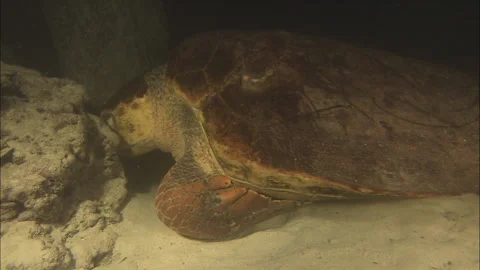 Loggerhead Turtle (Caretta caretta) egg laying sequence on a beach Stock Footage 132447282