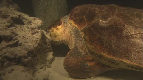 Loggerhead Turtle (Caretta caretta) egg laying sequence on a beach Stock Footage 132447401