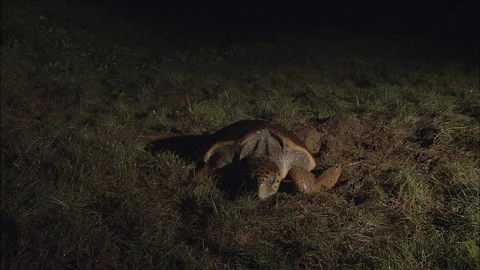 Loggerhead Turtle (Caretta caretta) egg laying sequence on a beach Stock Footage 132451881