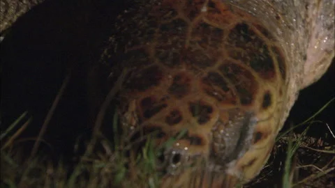 Loggerhead Turtle (Caretta caretta) egg laying sequence on a beach Stock Footage 132453854