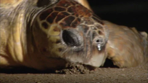 Loggerhead Turtle (Caretta caretta) egg laying sequence on a beach Stock Footage 132456730