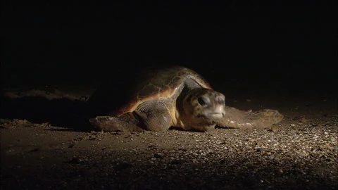 Loggerhead Turtle (Caretta caretta) egg laying sequence on a beach Stock Footage 132456786