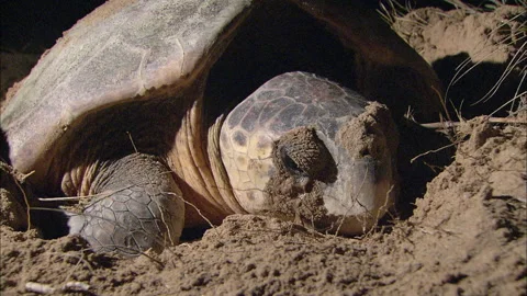 Loggerhead Turtle (Caretta caretta) egg laying sequence on a beach Stock Footage 132460315
