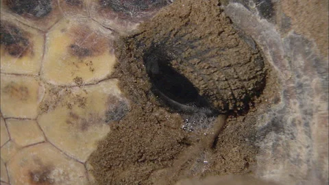 Loggerhead Turtle (Caretta caretta) egg laying sequence on a beach Stock Footage 132461519