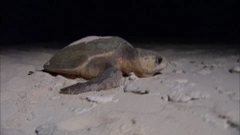 Loggerhead Turtle (Caretta caretta) egg laying sequence on a beach Stock Footage 132462931