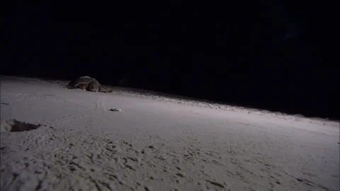 Loggerhead Turtle (Caretta caretta) egg laying sequence on a beach Stock Footage 132463554