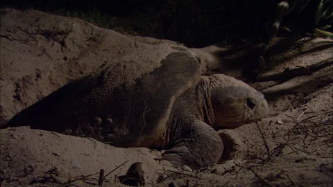 Loggerhead Turtle (Caretta caretta) egg laying sequence on a beach Stock Footage 132464141