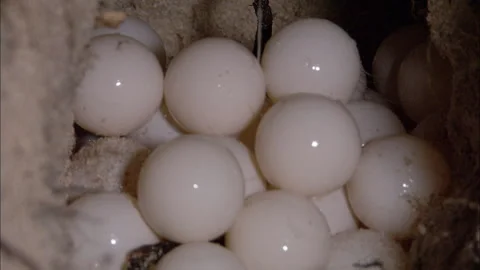 Loggerhead Turtle (Caretta caretta) egg laying sequence on a beach Stock Footage 132464902