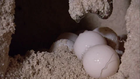 Loggerhead Turtle (Caretta caretta) egg laying sequence on a beach Stock Footage 132465218