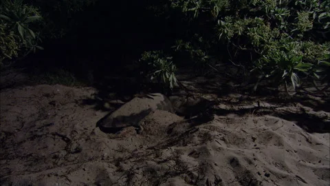 Loggerhead Turtle (Caretta caretta) egg laying sequence on a beach Stock Footage 132465343