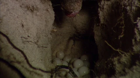 Loggerhead Turtle (Caretta caretta) egg laying sequence on a beach Stock Footage 132465397