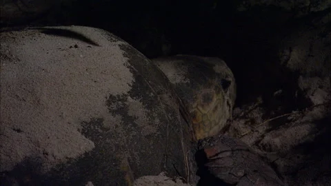 Loggerhead Turtle (Caretta caretta) egg laying sequence on a beach Stock Footage 132466027