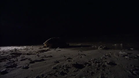 Loggerhead Turtle (Caretta caretta) egg laying sequence on a beach Stock Footage 132512779