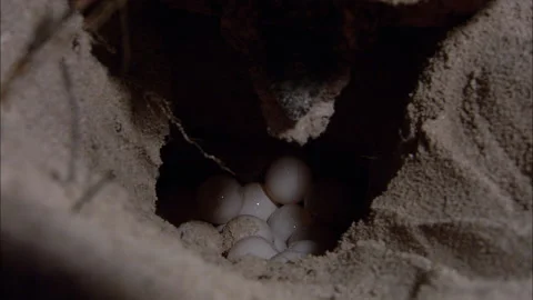 Loggerhead Turtle (Caretta caretta) egg laying sequence on a beach Stock Footage 132514497