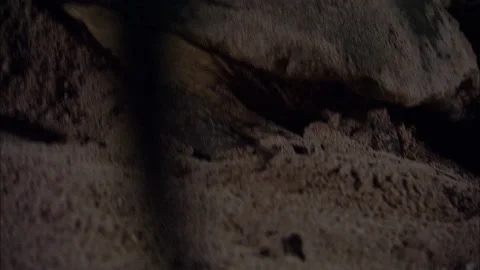 Loggerhead Turtle (Caretta caretta) egg laying sequence on a beach Stock Footage 132516000