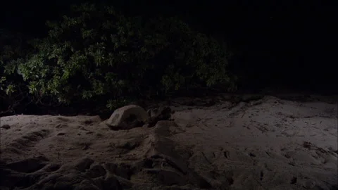 Loggerhead Turtle (Caretta caretta) egg laying sequence on a beach Stock Footage