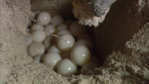 Loggerhead Turtle (Caretta caretta) egg laying sequence on a beach Stock Footage 132518219