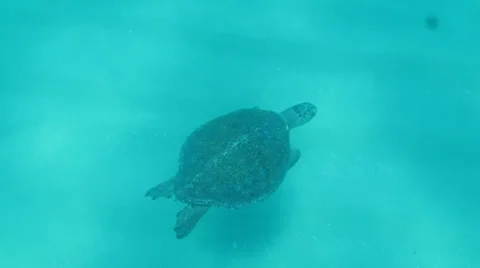 Loggerhead turtle (Caretta caretta) Stock Footage 24346023