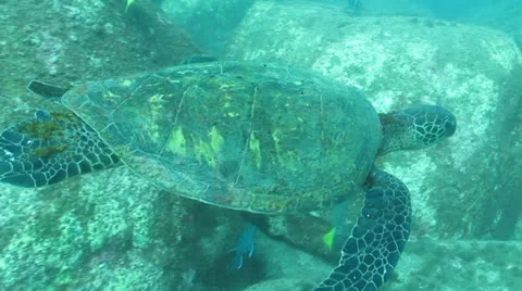 Loggerhead turtle (Caretta caretta) Stock Footage 24399888