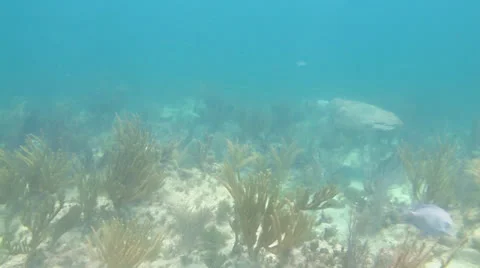 Loggerhead turtle (Caretta caretta) Stock Footage 24637908