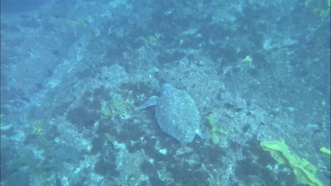 Logg)erhead turtle (Caretta caretta) Stock Footage 132444289