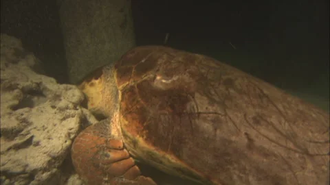 Loggerhead Turtle (Caretta caretta) sleeping Stock Footage 132440544