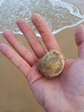 Loggerhead Turtle (Caretta carretta)  egg on hand Stock Photos
