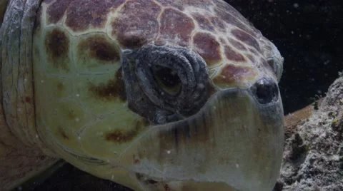 Loggerhead turtle close up of eye and mouth. Stock Footage 56355283