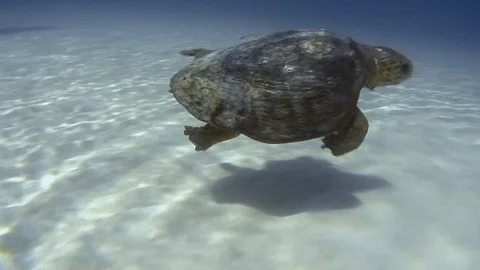 Loggerhead Turtle Stock Footage 70109532