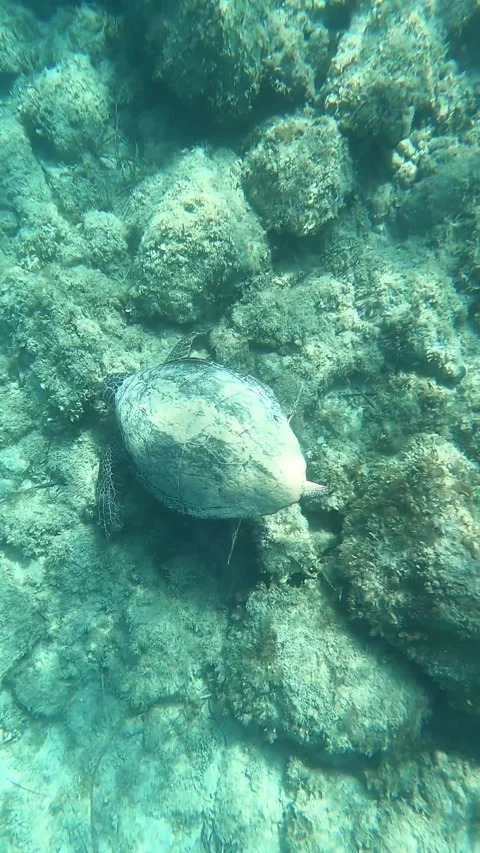 Loggerhead Turtle Foraging Along Rocky Seabed Kefalonia Greece Video stock 332169607
