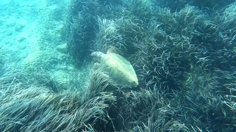 Loggerhead Turtle Foraging in Crystal Clear Waters Kefalonia Greece Video stock 333645104