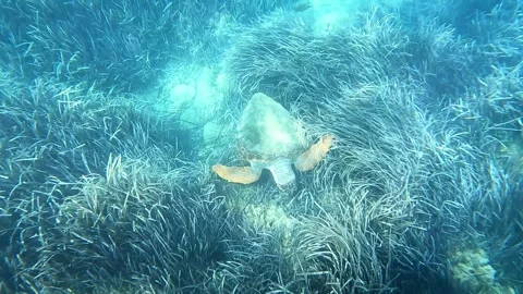 Loggerhead Turtle Grazing on Seabed in Clear Kefalonia Waters Greece Vídeos de archivo 333645164