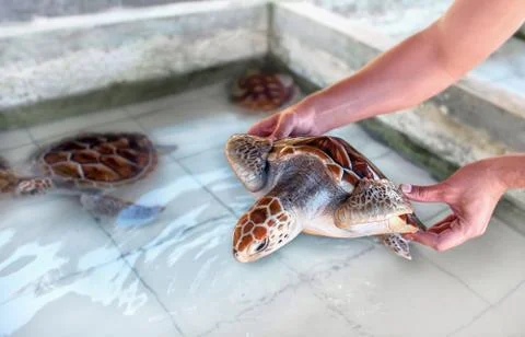 The loggerhead turtle in hand over pool with turtles on the turtle farm Foto stock