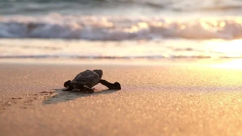 A Loggerhead Turtle Hatchling Crawling Down Beach Towards Mediterranean Sea Stock Footage 301092783