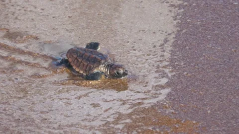 Loggerhead turtle hatchling going down beach to ocean, Australia 動画素材 311801965