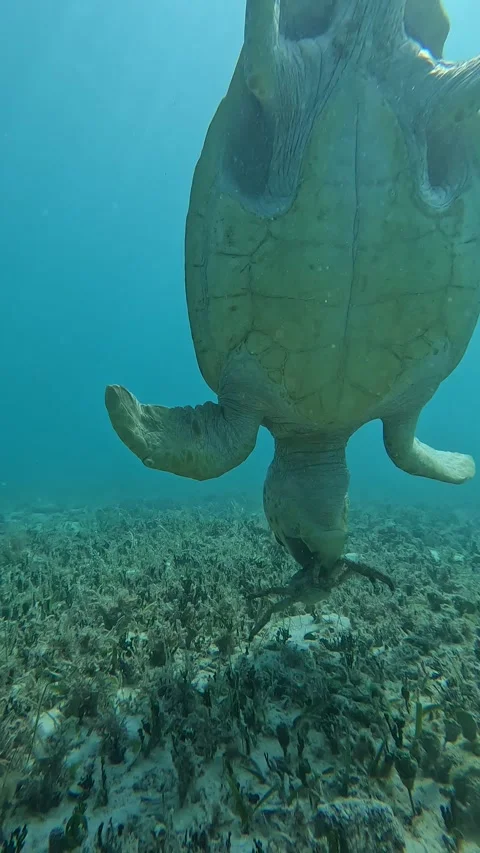 Loggerhead Turtle Having a King Crab for Breakfast, Punta Allen, Tulum, Quintana Stock Footage 341702841
